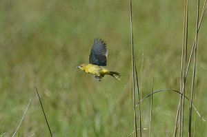 Oriole, Orchard, 2014-05184480  Cape May Point State Park, NJ